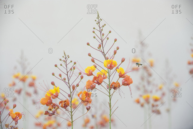 Mexican bird of paradise flowers (Caesalpinia pulcherrima)