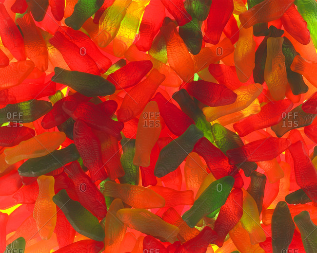 school of multi-colored candy fish shot on light box