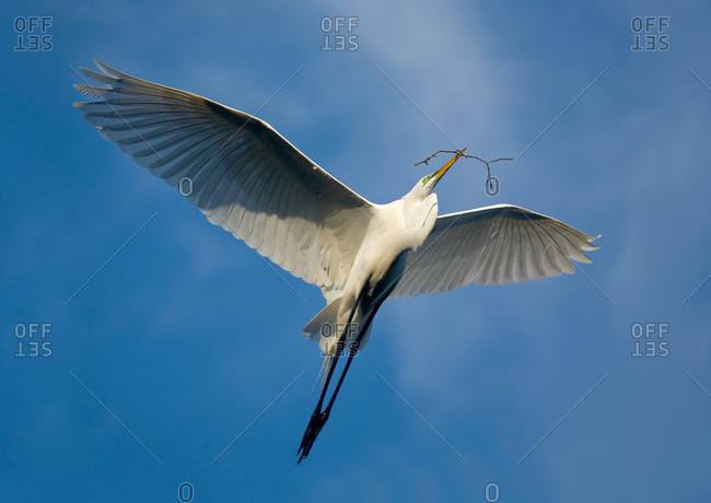 Great Egret in Flight with stick for nest building at Pinckney Island National Wildlife Refuge, South Carolina