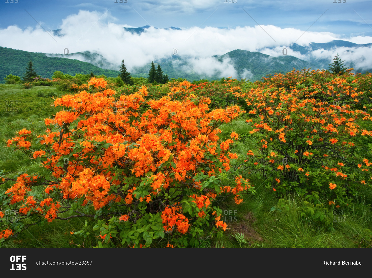 Flame Azaleas on Round Bald after thunderstorm in Roan Highlands, North Carolina and Tennessee
