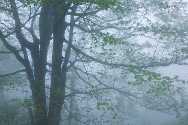 Foggy Days in the Blue Ridge