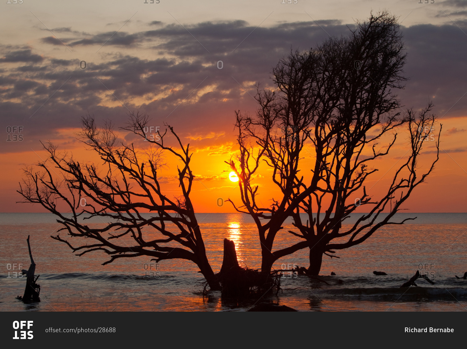 Sunrise through a partially submerged coastal oak tree in Hunting Island State Park, South Carolina