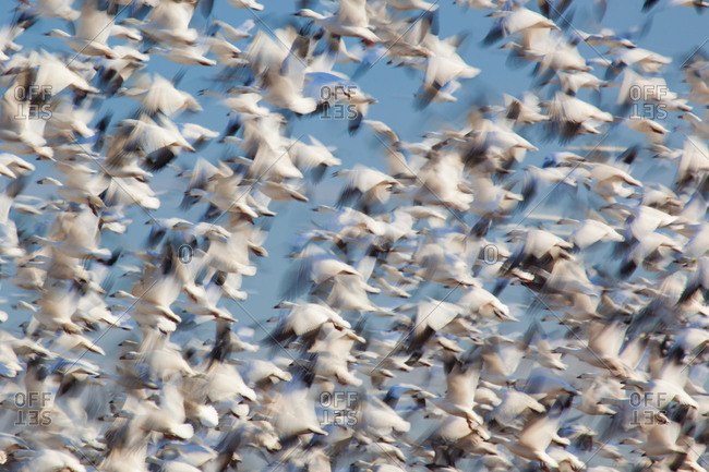 Snow geese taking flight in Pocosin Lakes National Wildlife Refuge, Pungo Unit, North Carolina