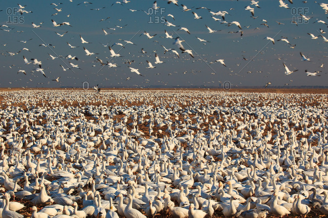 A field of snow geese in Pocosin Lakes National Wildlife Refuge, Pungo Unit, North Carolina
