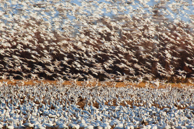Flurry of snow geese at take off in Pocasin Lakes National Wildlife Refuge, Pungo Unit, North Carolina