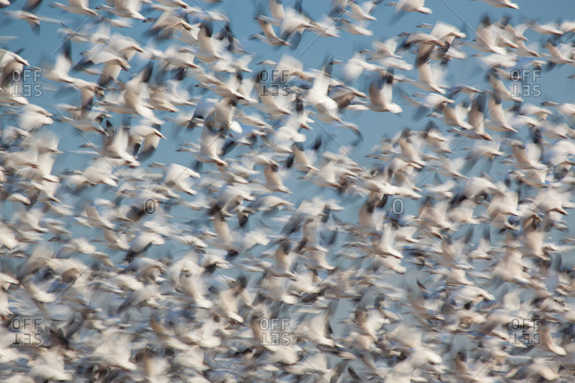 Snow geese taking flight in Pocosin Lakes National Wildlife Refuge, Pungo Unit, North Carolina