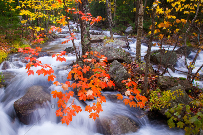 Autumn foliage along Jordan Stream at Acadia National Park, Maine