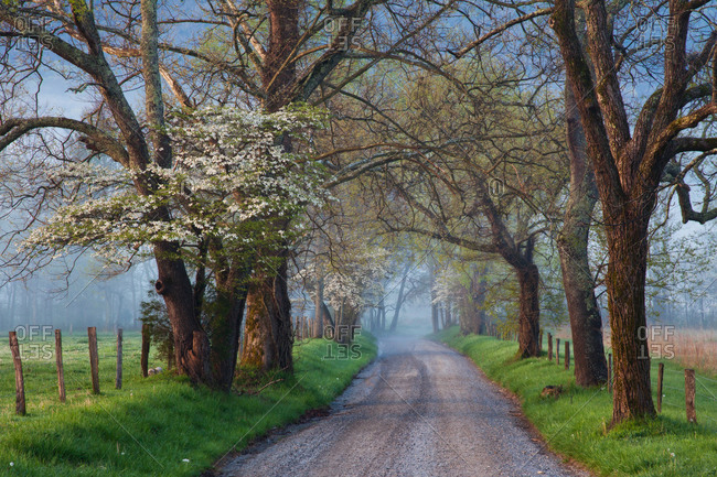 Sparks Lane in Cades Cove on a foggy spring morning, at Great Smoky ...