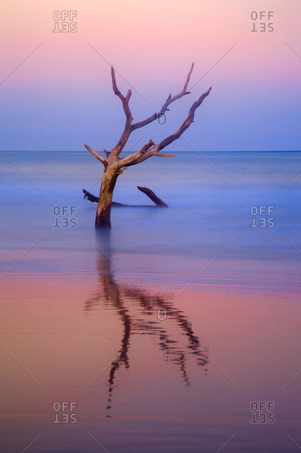 Reflection of bare tree in Hunting Island State Park, South Carolina