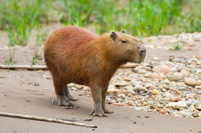 Capybara or water hog (Hydrochoerus hydrochaeris), Stock Photo, Picture And  Rights Managed Image. Pic. IBR-1160201