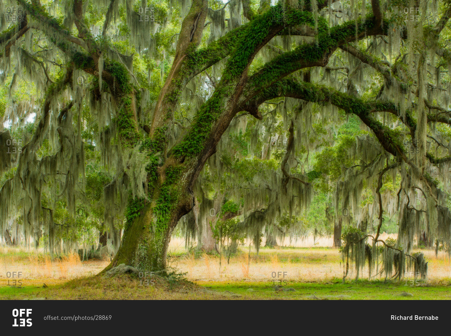 Live oak tree draped in Spanish moss in ACE Basin, South Carolina, USA