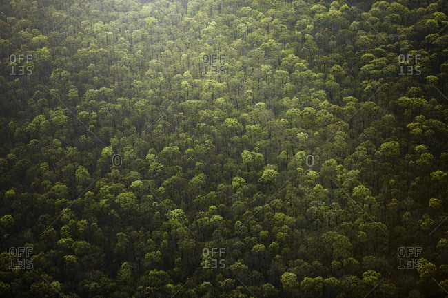 Aerial view of rainforest - Offset