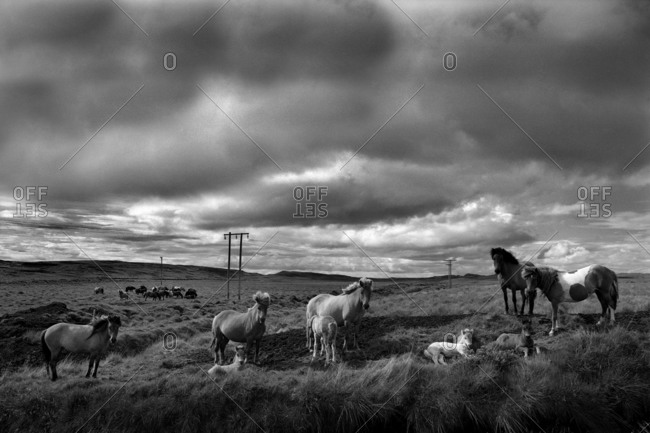 Icelandic Horses On Grazing On Grass Under A Cloudy Sky