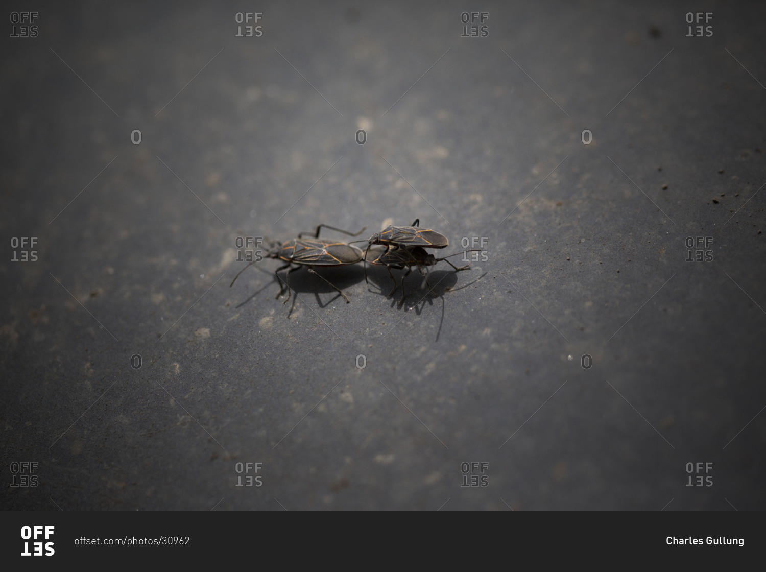 Two insects during sexual reproduction, closeup