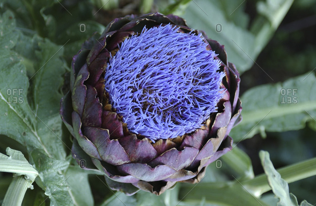 Close-up of an exotic flower artichoke has blossomed in the summer