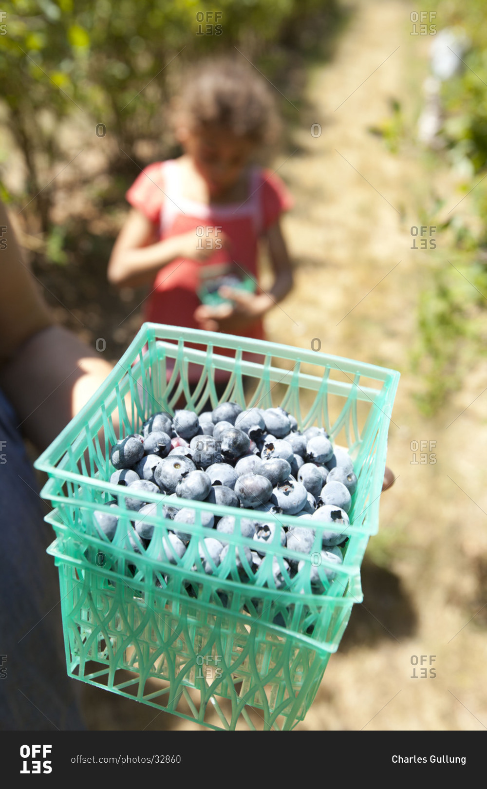 Fresh blueberries in blue plastic fruit box.