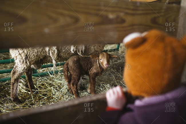 Young  girl watching lamb on farm