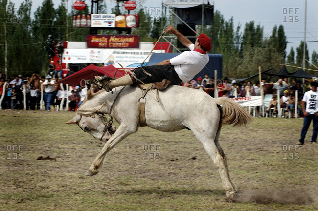 A Gaucho Demonstrating How To Tame Wild Horses Picture At The Salto De La Rosas Gaucho/Rodeo Show