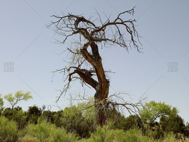 Desert Juniper Tree