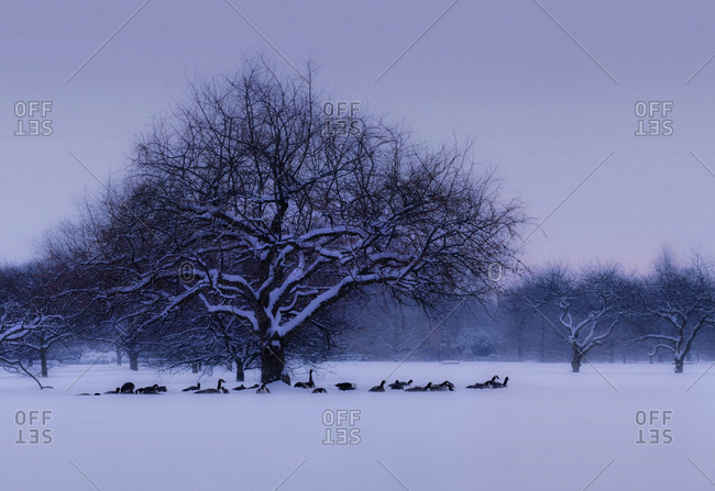 Canada Geese Take Shelter Under A Winter Apple Tree At Royal Botanical Gardens
