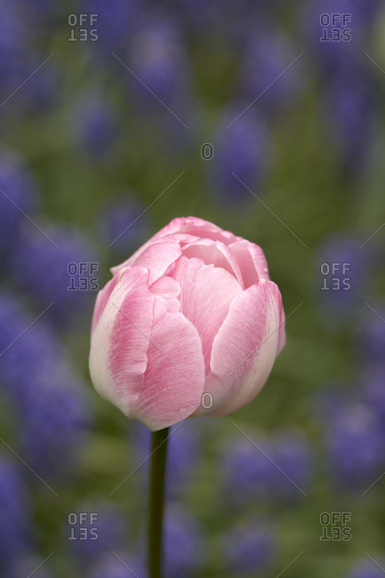 Pink Tulip, Ottawa, Ontario, Canada