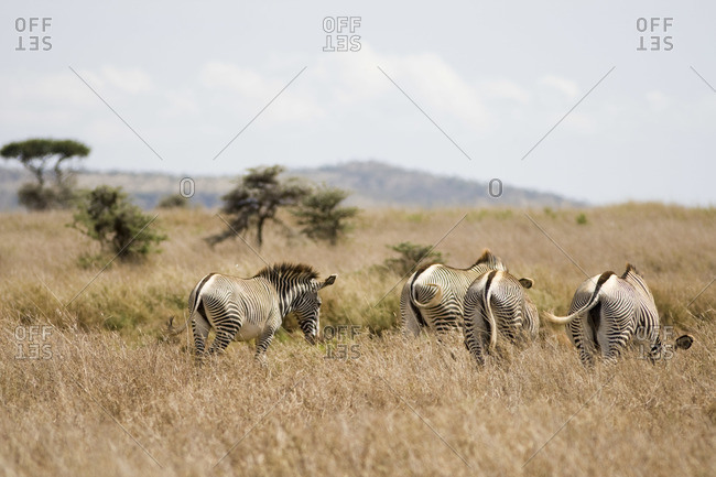 Zebra in Samburu National Park, Kenya