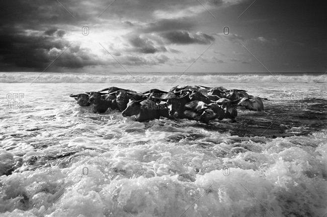 Buffalo herd on a wavy ocean