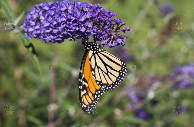 monarch butterfly stock photos - OFFSET