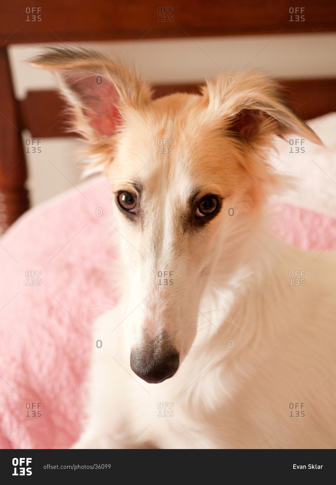 is the silken windhound legal in singapore