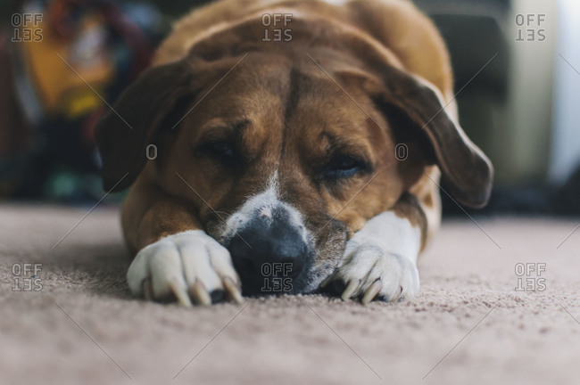 A dog lying on the carpet