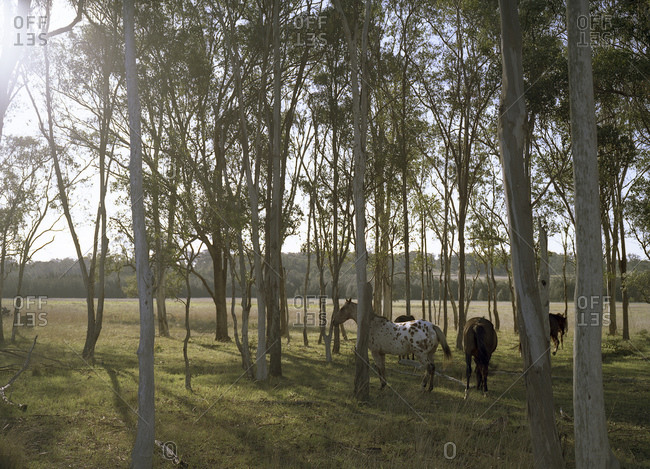 Horses grazing in sunny woods