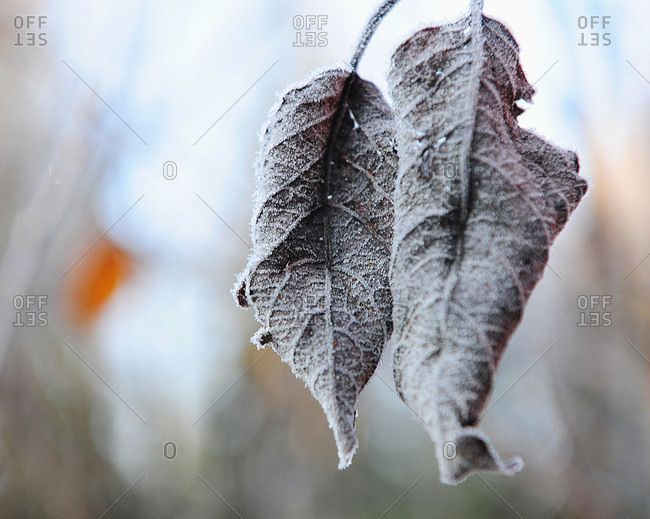 Cold leaf