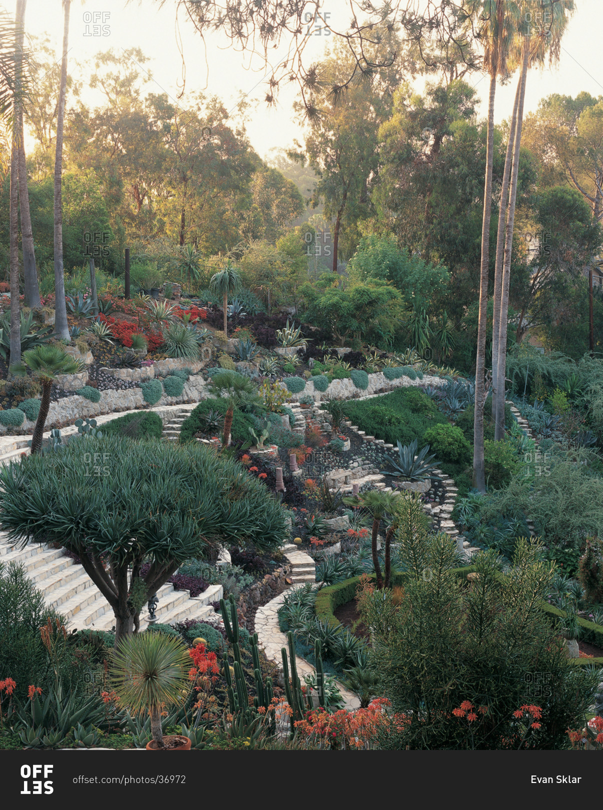 Desert style garden in Los Angeles, California