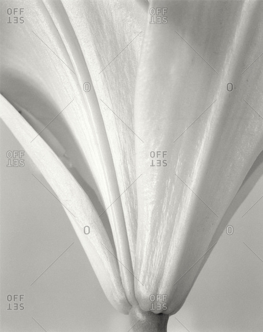Details Of White Lily