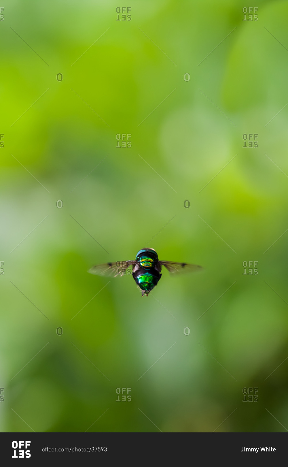 Ornidia, metallic hoverfly in flight