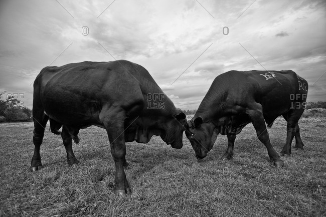 Two bulls fighting for dominance