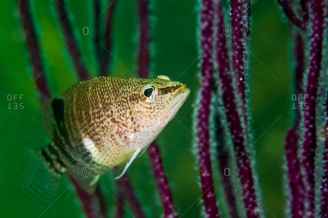 Close-up of reef fish - Offset