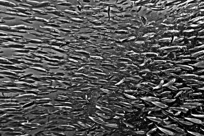 Shoaling fish in black and white