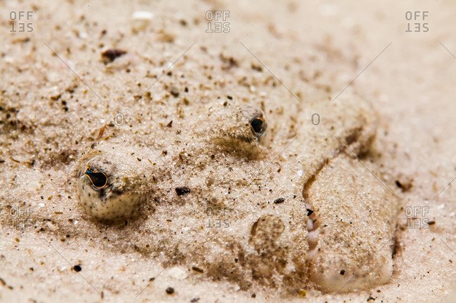Portrait of a flounder hiding in sand