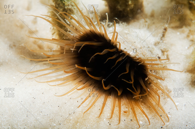 Close-up of tube anemone on sea bed