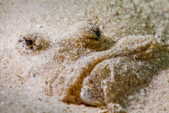 Portrait of a flounder hiding in sand