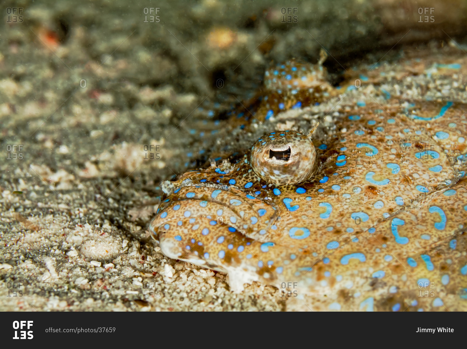 Sideview of a peacock flounder on the sea bottom stock photo OFFSET
