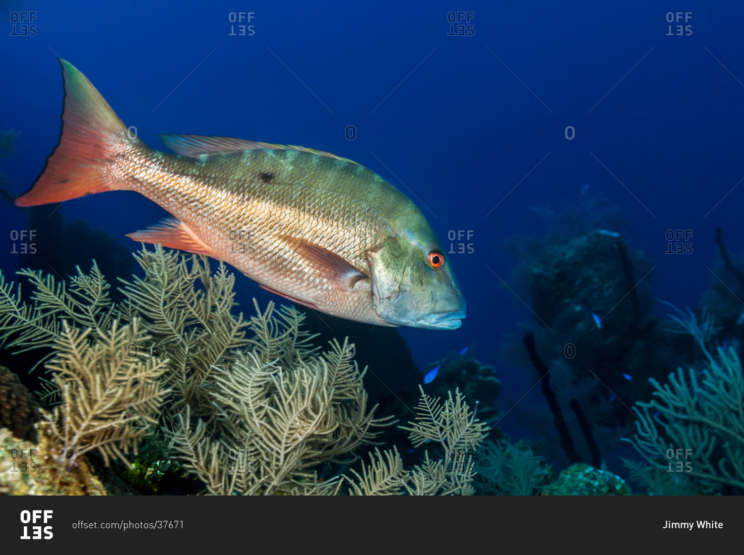 Side view of mutton snapper