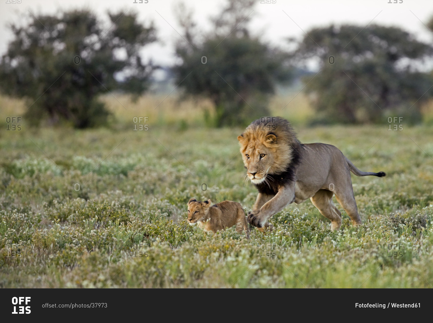 Adult male lion and cub running