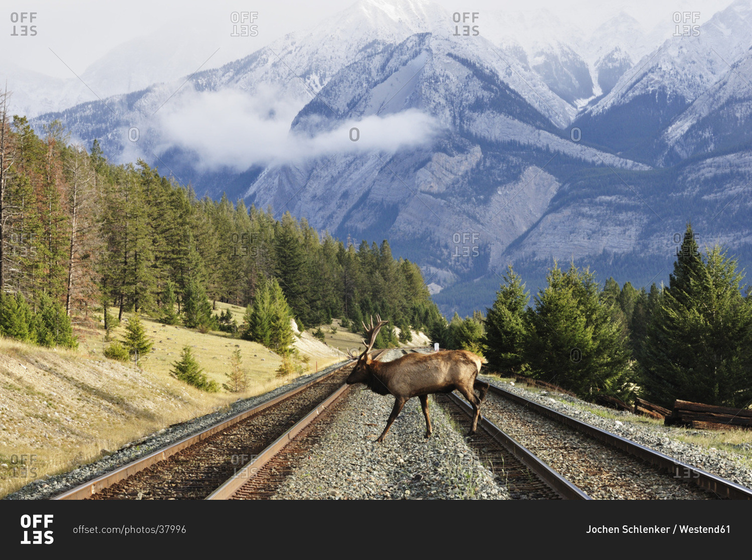 Canada, Alberta, Elk in jasper national park