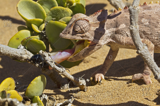 Africa, Namibia, Namaqua chameleon hunting an insect in namib desert