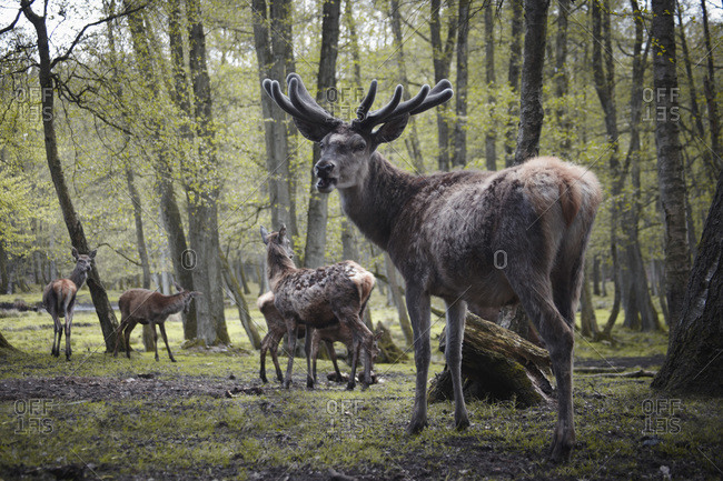 Germany, Hamburg, Group of deers in wildlife park