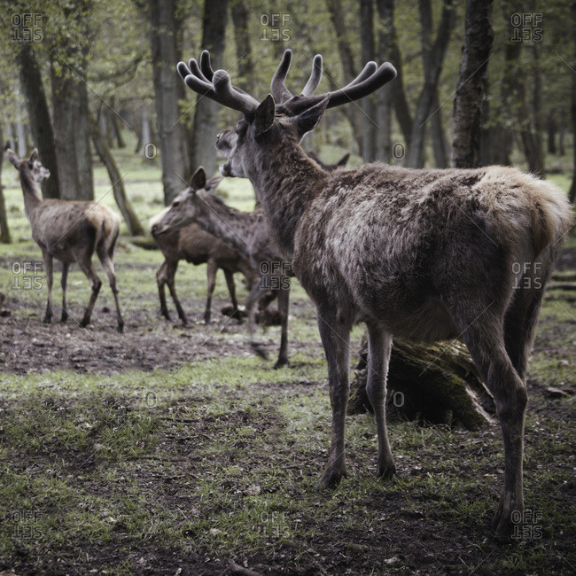 Germany, Hamburg, Group of deers in wildlife park