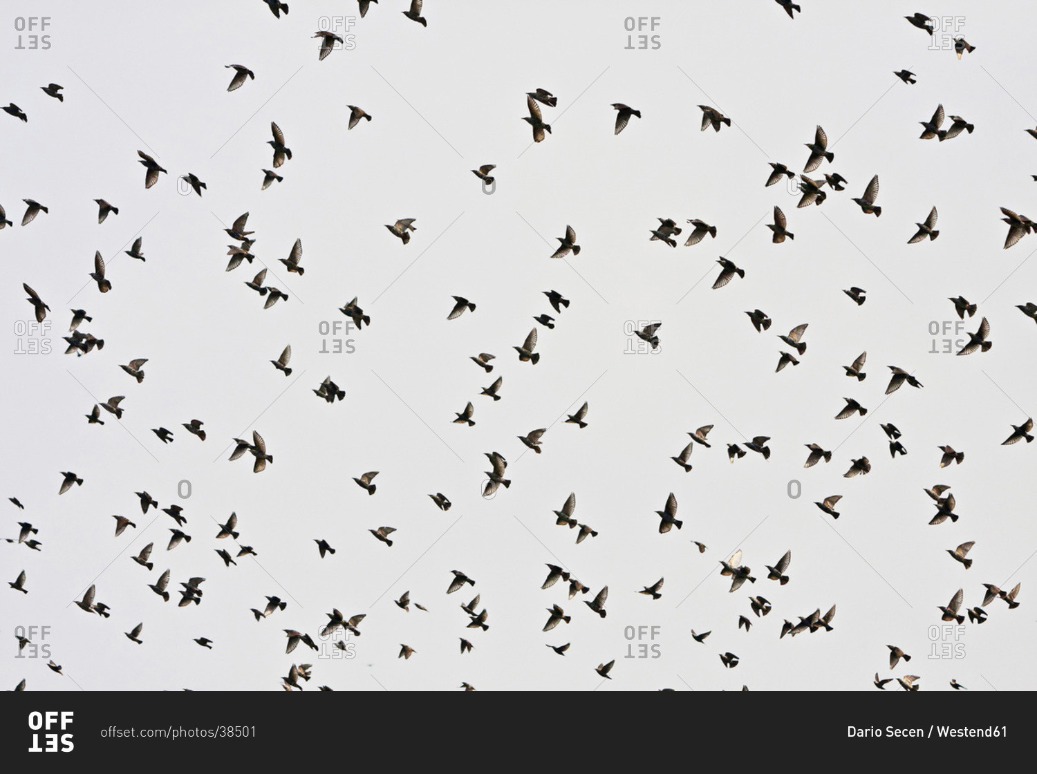 Croatia, Aljmas, View of migrating birds