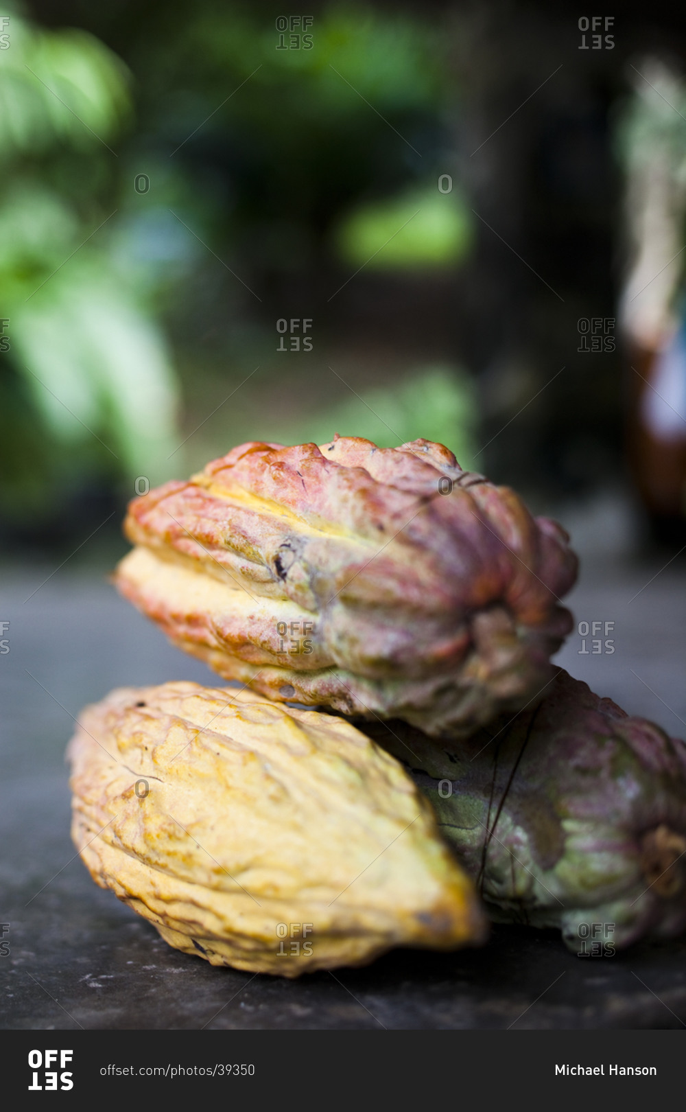 A stack of cacao pods at a cacao plantation in the coastal town of choroni, venezuela